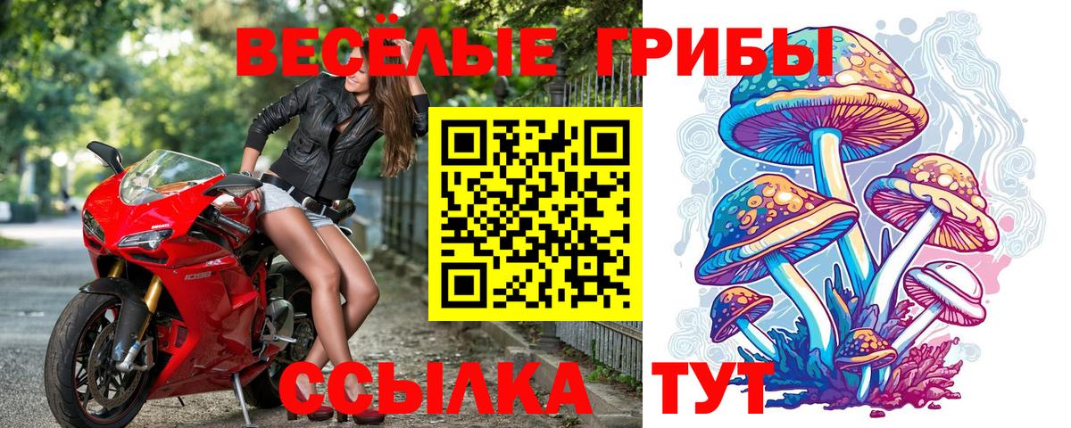 Галлюциногенные грибы Psilocybe Кстово